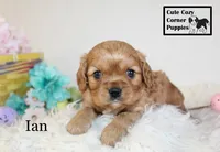 AKC Ian, a male Cavalier King Charles Spaniel for sale in Taylorsville, NC – Photo 5 of 10