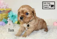 AKC Ian, a male Cavalier King Charles Spaniel for sale in Taylorsville, NC – Photo 8 of 10