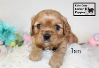 AKC Ian, a male Cavalier King Charles Spaniel for sale in Taylorsville, NC – Photo 6 of 10