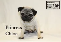 AKC Princess Chloe, a female Pug for sale in Taylorsville, NC – 7 of 8
