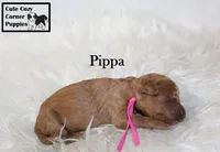 AKC Pippa, a female Poodle - Miniature  for sale in Taylorsville, NC – 5 of 5
