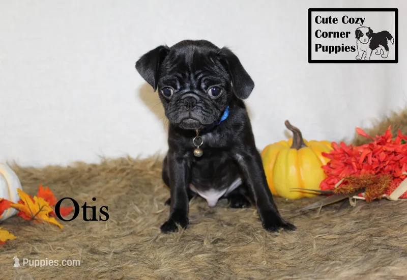 AKC Otis – Pug puppy for sale in Taylorsville, NC