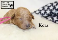 F1B Kora, a female Cavapoo for sale in Taylorsville, NC – 8 of 9