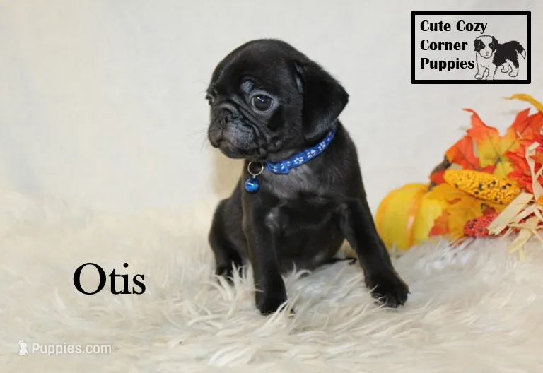 AKC Otis – Pug puppy for sale in Taylorsville, NC