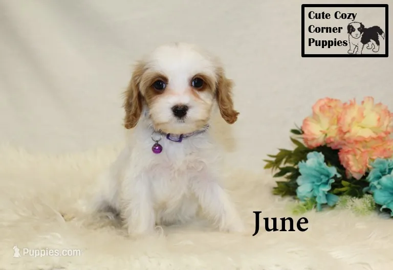 F1 June – Cavapoo puppy for sale in Taylorsville, NC
