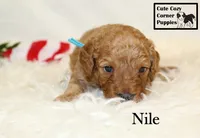 F1B Nile, a male Cavapoo for sale in Taylorsville, NC – 5 of 9