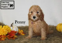 AKC Penny, a female Poodle - Miniature  for sale in Taylorsville, NC – 1 of 6