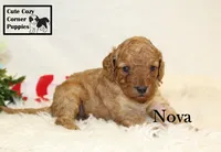 F1B Nova, a female Cavapoo for sale in Taylorsville, NC – 4 of 7