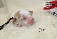 F1 Jace, a male Cavapoo for sale in Taylorsville, NC – 2 of 6
