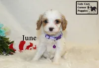 F1 June, a female Cavapoo for sale in Taylorsville, NC – 10 of 10