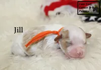 F1 Jill, a female Cavapoo for sale in Taylorsville, NC – 7 of 7