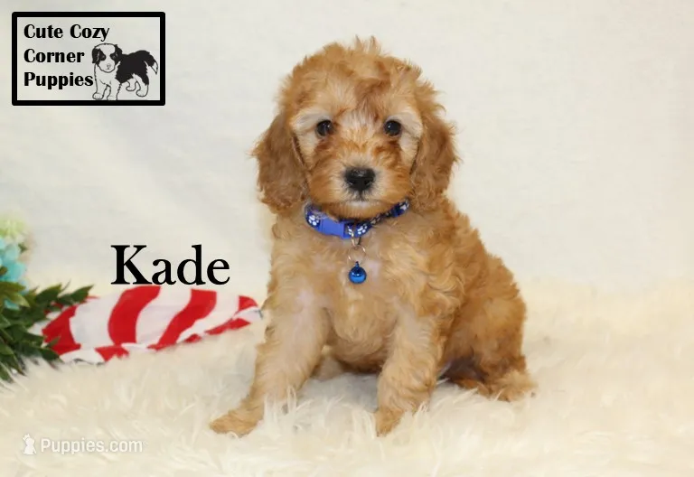 F1B Kade – Cavapoo puppy for sale in Taylorsville, NC