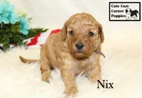 F1B Nix, a male Cavapoo for sale in Taylorsville, NC – 7 of 7