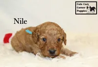 F1B Nile, a male Cavapoo for sale in Taylorsville, NC – 9 of 9