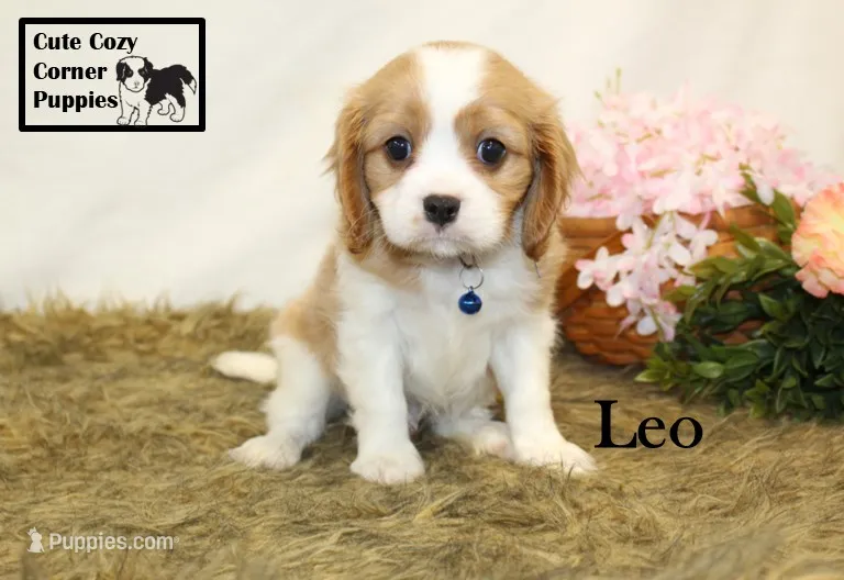 AKC Leo – Cavalier King Charles Spaniel puppy for sale in Taylorsville, NC