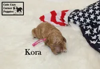 F1B Kora, a female Cavapoo for sale in Taylorsville, NC – 7 of 9