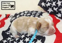 AKC Leo, a male Cavalier King Charles Spaniel for sale in Taylorsville, NC – 9 of 9