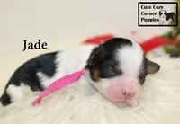 F1 Jade, a female Cavapoo for sale in Taylorsville, NC – 6 of 7