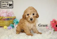 AKC Grant, a male Poodle - Miniature  for sale in Taylorsville, NC – Photo 4 of 10