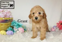 AKC Grant, a male Poodle - Miniature  for sale in Taylorsville, NC – Photo 3 of 10