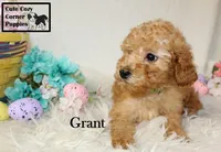 AKC Grant, a male Poodle - Miniature  for sale in Taylorsville, NC – Photo 9 of 10