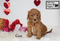 AKC Gus, a male Poodle - Miniature  for sale in Taylorsville, NC – Photo 1 of 10