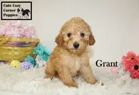 AKC Grant, a male Poodle - Miniature  for sale in Taylorsville, NC – Photo 2 of 10