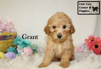 AKC Grant, a male Poodle - Miniature  for sale in Taylorsville, NC – Photo 6 of 10