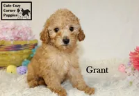 AKC Grant, a male Poodle - Miniature  for sale in Taylorsville, NC – Photo 8 of 10