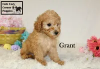 AKC Grant, a male Poodle - Miniature  for sale in Taylorsville, NC – Photo 7 of 10