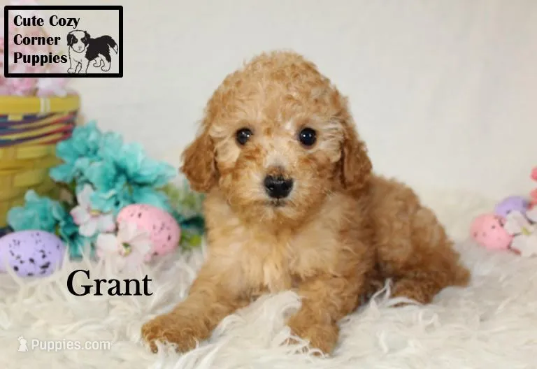 AKC Grant