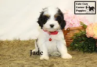F1 Jade, a female Cavapoo for sale in Taylorsville, NC – 10 of 10