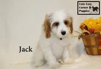 F1 Jack, a male Cavapoo for sale in Taylorsville, NC – 2 of 8