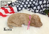 F1B Kora, a female Cavapoo for sale in Taylorsville, NC – 6 of 9