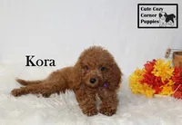 F1B Kora, a female Cavapoo for sale in Taylorsville, NC – 2 of 9