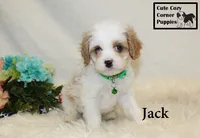 F1 Jack, a male Cavapoo for sale in Taylorsville, NC – 5 of 10