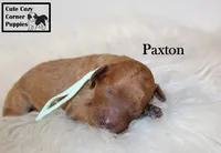 AKC Paxton, a male Poodle - Miniature  for sale in Taylorsville, NC – 5 of 6