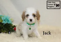 F1 Jack, a male Cavapoo for sale in Taylorsville, NC – 3 of 10