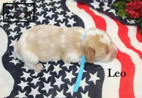 AKC Leo, a male Cavalier King Charles Spaniel for sale in Taylorsville, NC – 3 of 9
