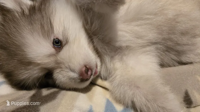 Queira – Alaskan Malamute puppy for sale in Clovis, NM