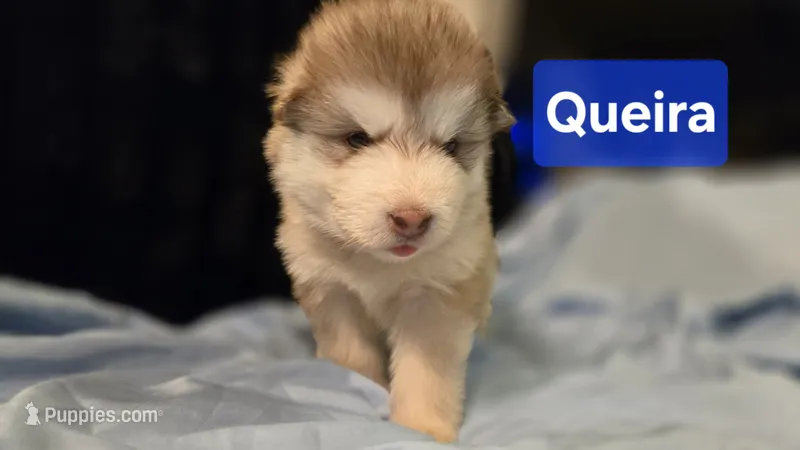 Queira – Alaskan Malamute puppy for sale in Clovis, NM