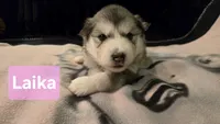 Laika, a female Alaskan Malamute for sale in Clovis, NM – 1 of 1