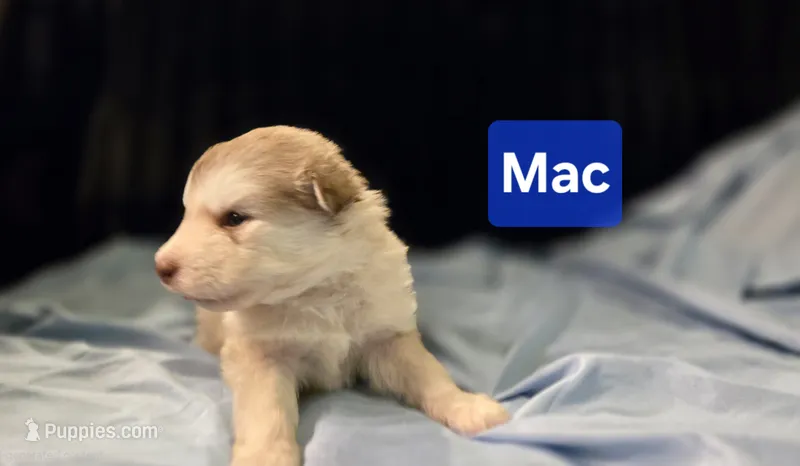 Mac – Alaskan Malamute puppy for sale in Clovis, NM