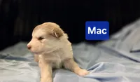Mac, a male Alaskan Malamute for sale in Clovis, NM – 1 of 1