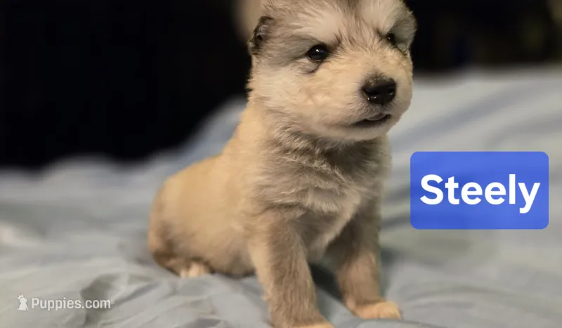 Steely – Alaskan Malamute puppy for sale in Clovis, NM