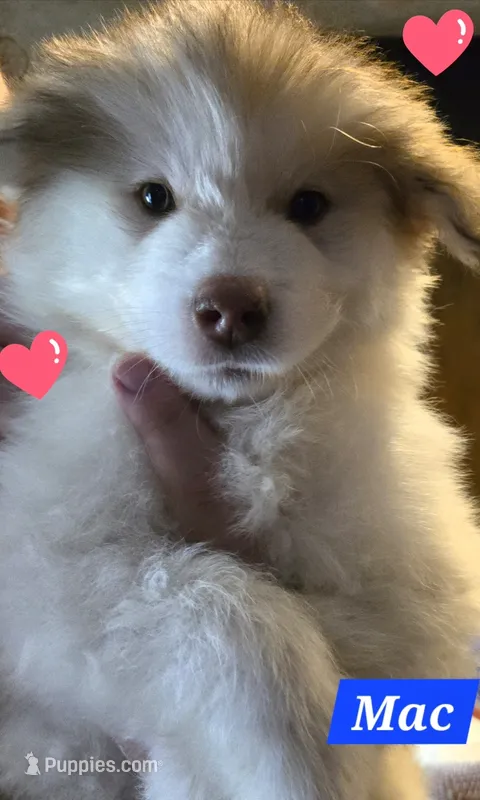 Mac – Alaskan Malamute puppy for sale in Clovis, NM