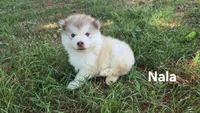 Nala, a female Alaskan Malamute for sale in Clovis, NM – 1 of 2
