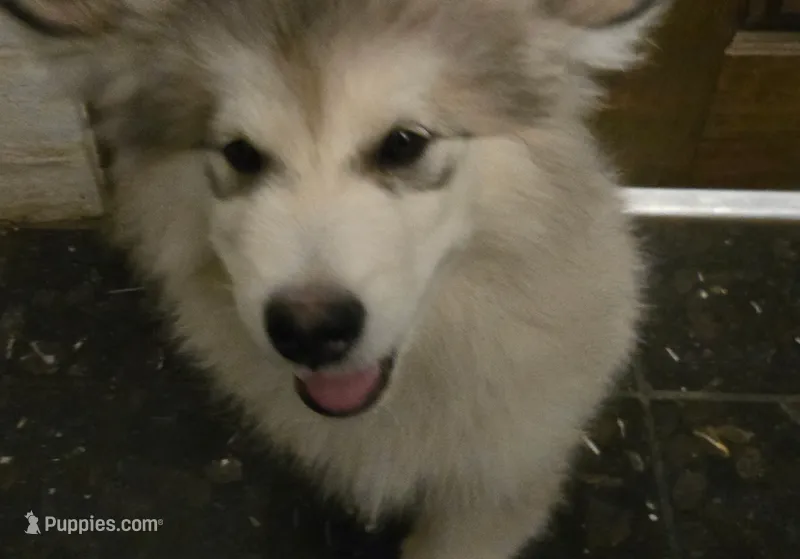 Lemon – Alaskan Malamute puppy for sale in Clovis, NM