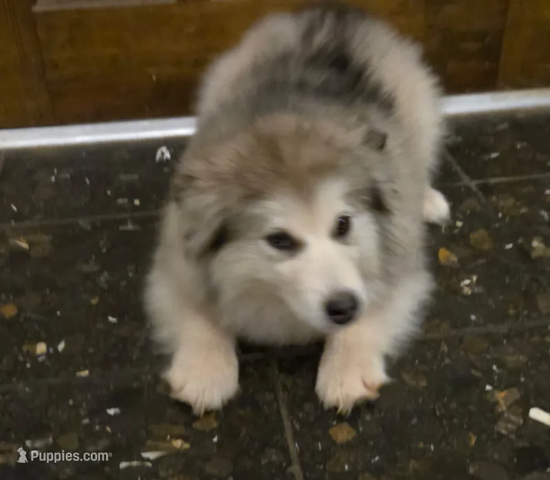 Laika – Alaskan Malamute puppy for sale in Clovis, NM