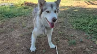Harley, a female Alaskan Malamute for sale in Clovis, NM – 2 of 2